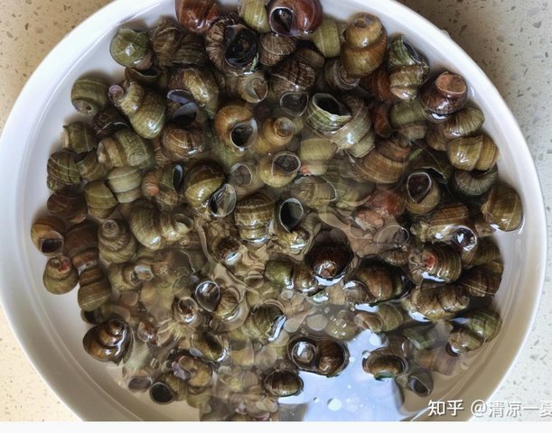20260705 八万人爆炒螺丝 还是科学养螺
