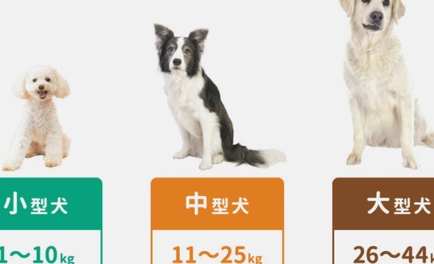 罗德里转会巴萨在即 或缺席曼城季前训练